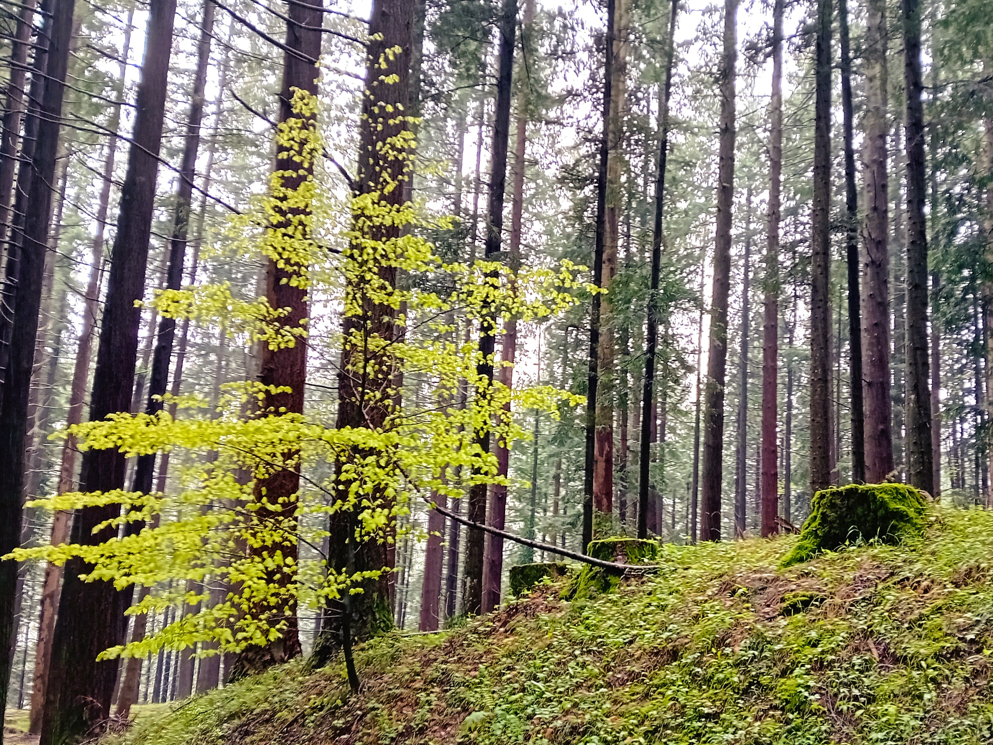 Trekking del Casentino - La Verna, Camaldoli e le Foreste Sacre