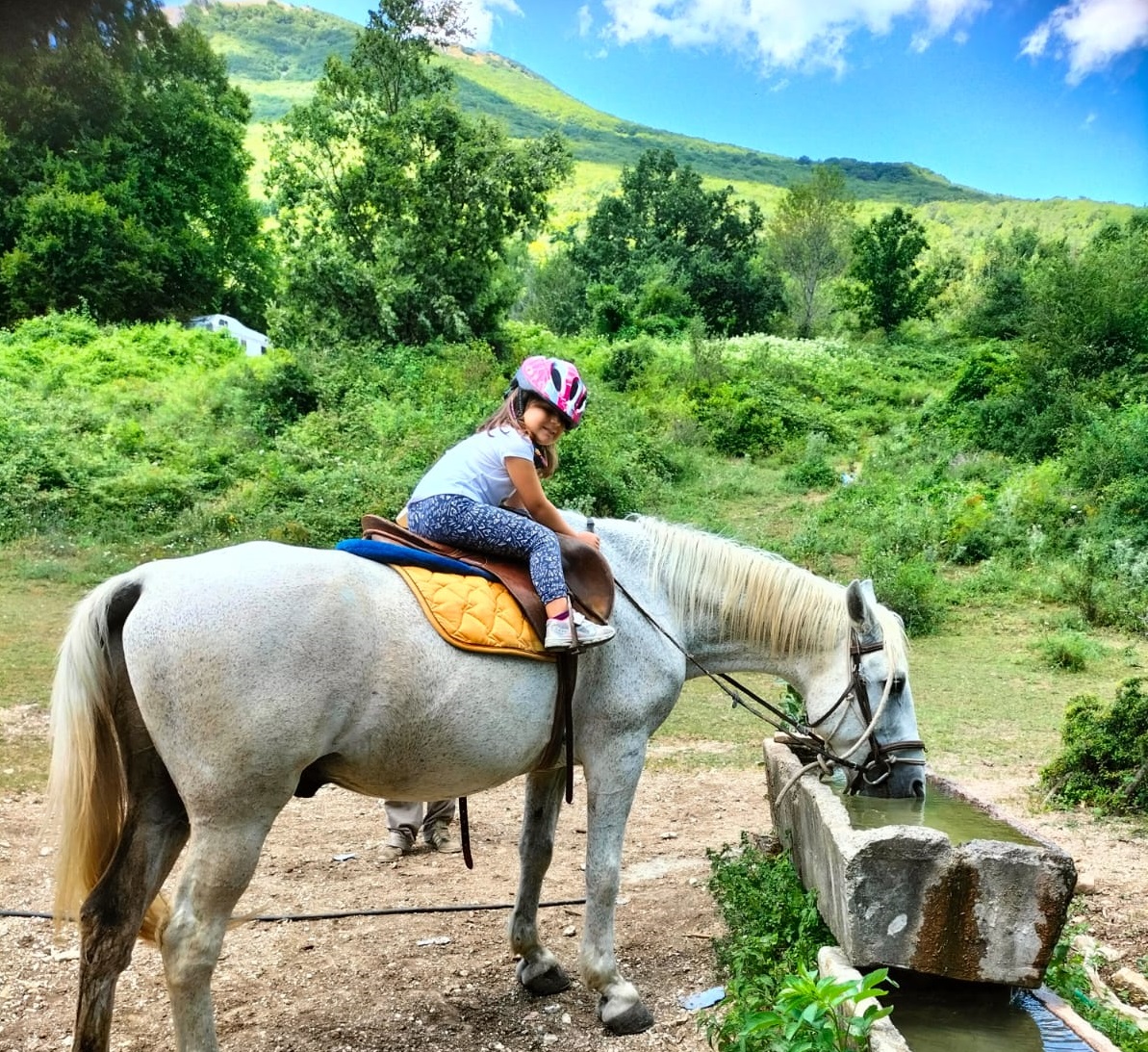 TREK & HORSE